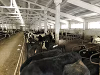 Сиыр, Yaroslavl cattle — 7-сурет