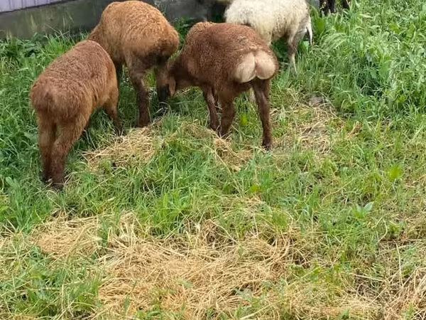 मेढ़ा, Rhon sheep — किर्गिज़स्तान