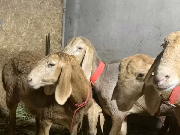 Oveja, Arashan sheep
