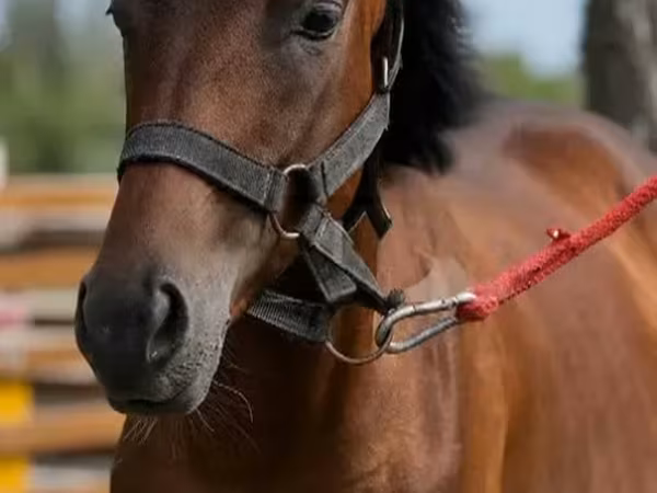 Айғыр, Anglo-Arabian