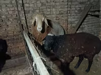 Ram, Sheep — photo 2