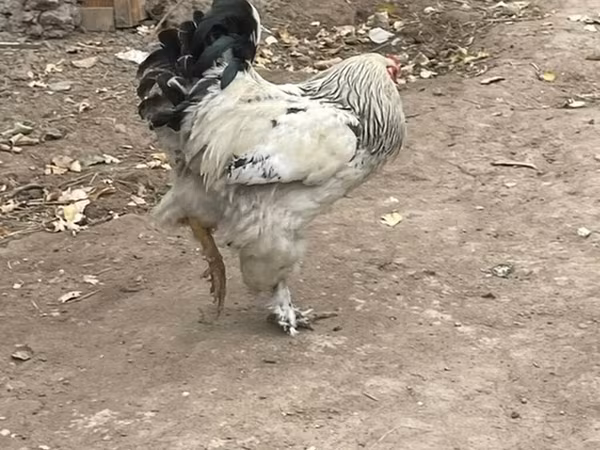 Брама