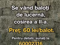 Vind baloți de lucerna 1 cosire-50lei/balot, a2-cosire 60lei balot.Sunt frunzoși și păstrați foarte — الصورة 3