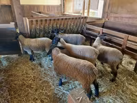 Қой, Baerchuke sheep — 4-сурет