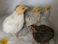Quails — 7-сурет