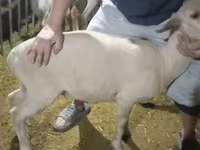 Қошқар, Hissar sheep — 5-сурет