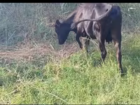 Cow, Cattle — photo 1
