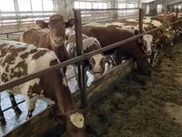 Kuh, Holstein-Rasse — Foto 6
