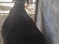تيس, الماعز — الصورة 2