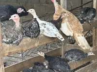 Turkeys — 2-сурет