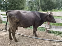 Сиыр, Алатау тұқымы — 2-сурет