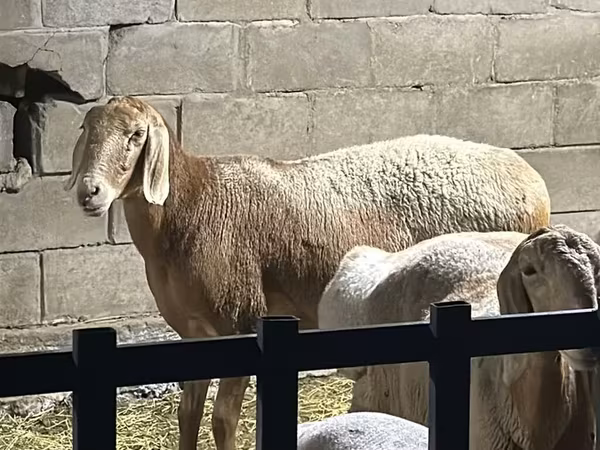 मेढ़ा, Hissar sheep — किर्गिज़स्तान