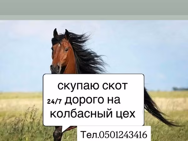 Айғыр, Жылқылар — Қырғызстан
