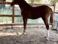 Horse (M), Horses — photo 4