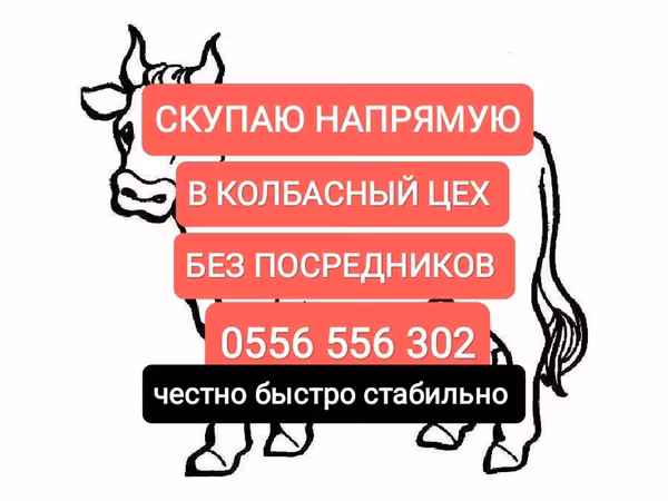 Бие, Жылқылар — Қырғызстан