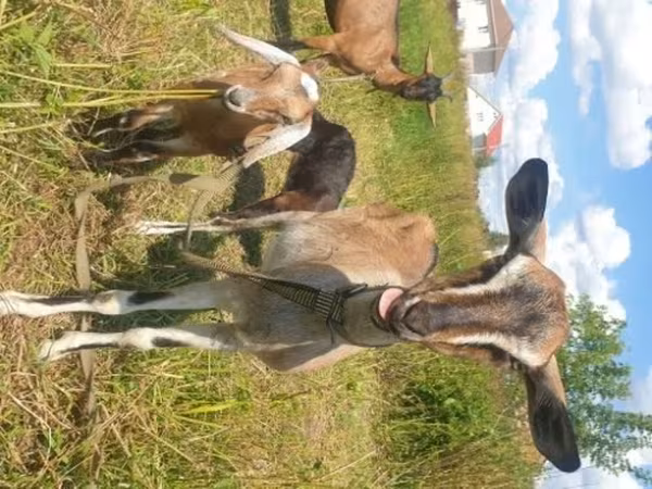 Ешкі, Nubian Goat