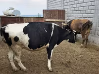 Kuh, Holstein-Rasse — Foto 1