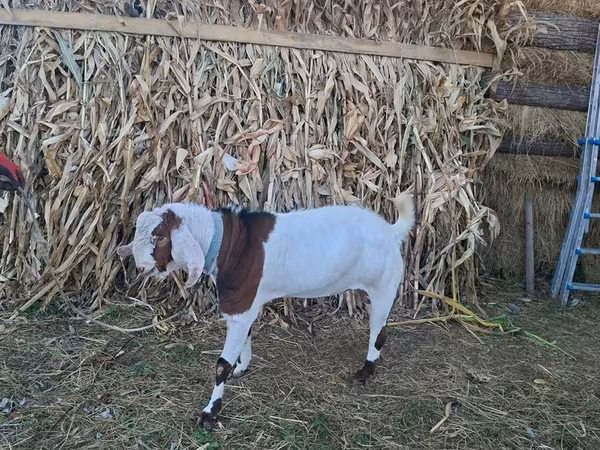 Ziegenbock, Nubian Goat