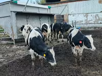ثور, Russian Black pied cattle — الصورة 4