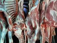 Toro, Ganado vacuno — foto 3