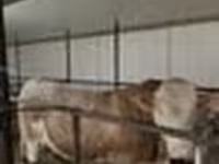 Bulle, Simmental cattle — Foto 6