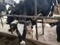 Cow, Swiss cattle — photo 3