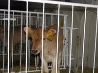 公牛, Holstein breed — 照片 8