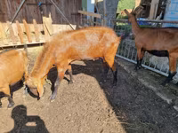 Ziegenbock, Ziegen — Foto 2