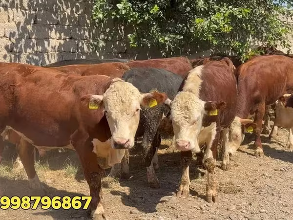 公牛, Red Belarusian cow — 乌兹别克斯坦