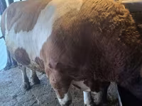 Бұқа, Simmental cattle — 3-сурет