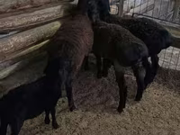 Ram, Sheep — photo 2