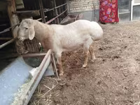 Ram, Arashan sheep — photo 1