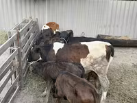 सांड, Russian Black pied cattle — फ़ोटो 3