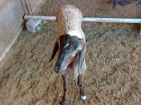 公羊, Sheep — 照片 2