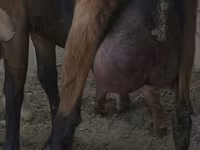 Ziege, Czech Brown Shorthaired goats — Foto 1