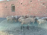 Ram, Arashan sheep — photo 4
