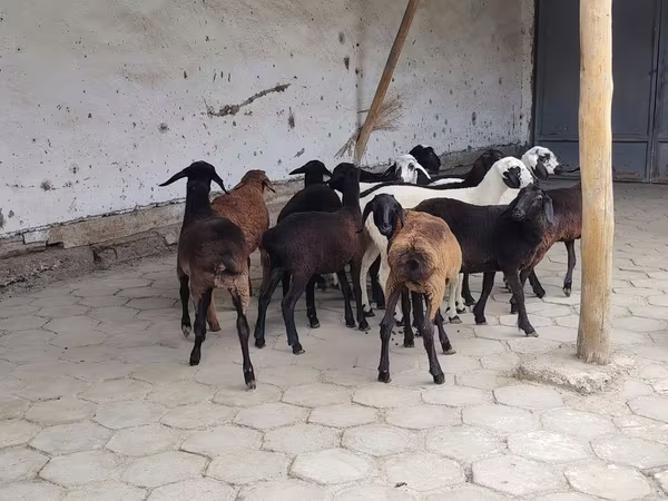 母羊, Sheep