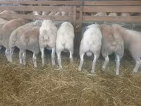 Қой, Baerchuke sheep — 1-сурет