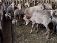 Қой, Hissar sheep — 2-сурет