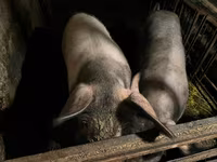 Sow, Pigs — photo 5