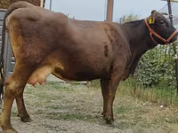 Сиыр, Simmental cattle — 3-сурет