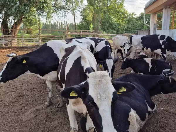 Kuh, Holstein-Rasse — Usbekistan