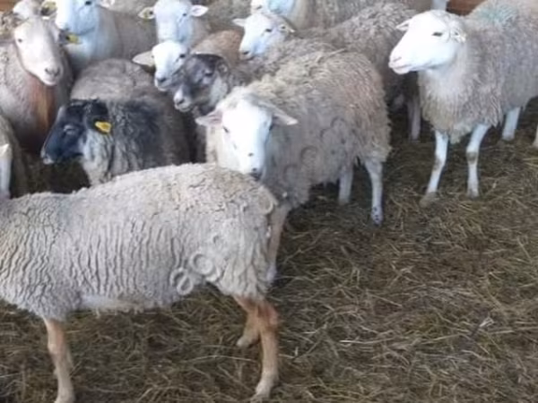 Widder, Katum sheep