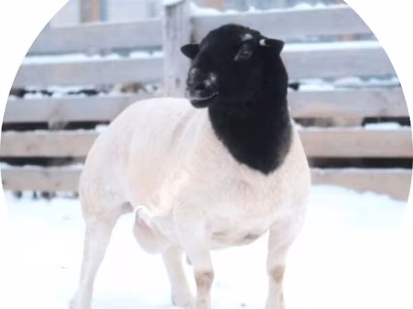 Қошқар, Dorper sheep