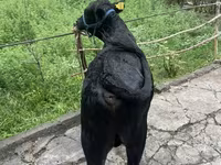 Бұқа, Герефорд — 4-сурет