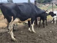 Cow, Russian Black pied cattle — photo 1