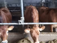Vaca, Raza Jersey — foto 1