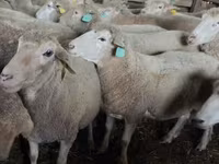 Ram, Sheep — photo 3