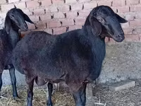 Ram, Rhon sheep — photo 1