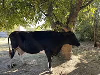 Сиыр, Голштин тұқымы — 2-сурет